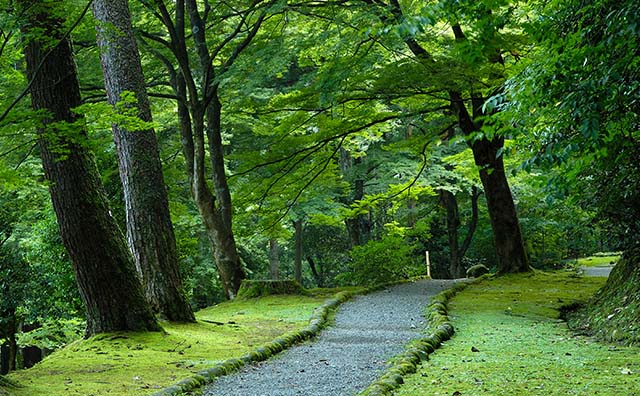 新緑の鶴仙渓の遊歩道イメージ
