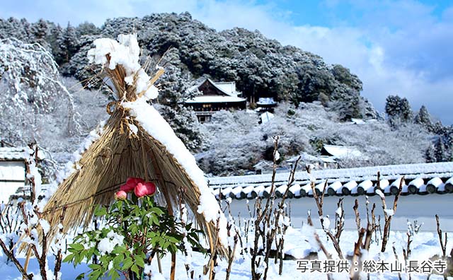 冬晴れのぼたん　©総本山 長谷寺