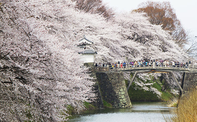 霞城公園　桜