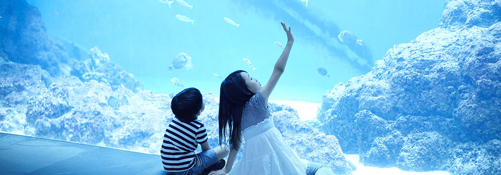 1年を通して楽しめる！東京・神奈川・千葉の水族館
