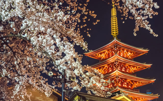 浅草寺 五重塔のライトアップと桜