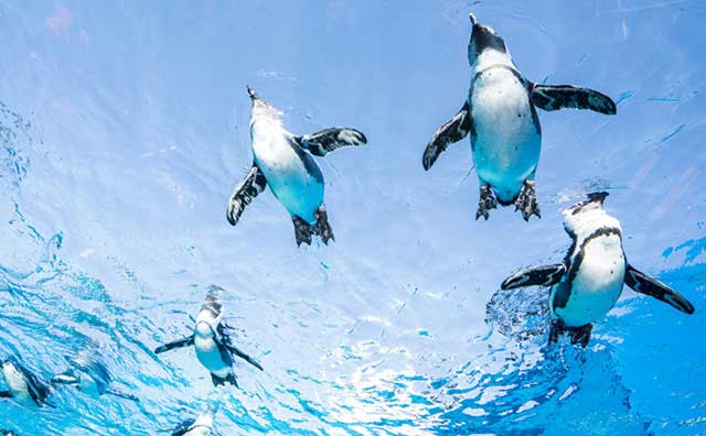サンシャイン水族館　天空のペンギン