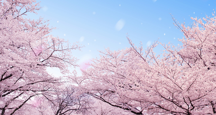 同じ桜でも魅力はさまざま！桜の名所でお花見をしよう！