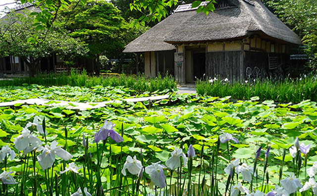 北方文化博物館　花菖蒲と蓮池