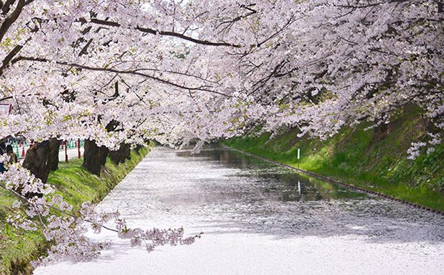 弘前公園　桜