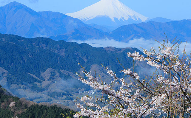 高尾山頂上展望台から望む富士山と桜