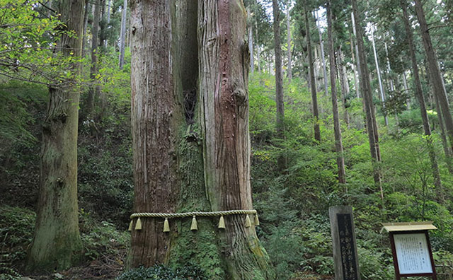 日立・御岩神社の三本杉