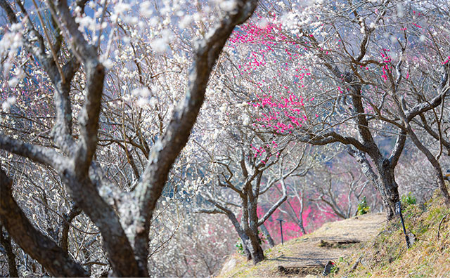 見事に咲く梅の花が楽しめる「湯河原梅林」