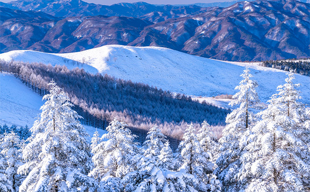 長野にはどのようなスキー場がある？のイメージ
