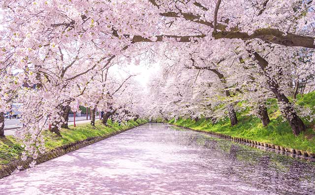 【みちのく三大桜名所】弘前さくらまつりを見に行こう！東北新幹線で春の青森へ