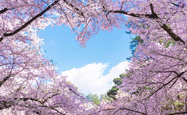 桜のハートのイメージ