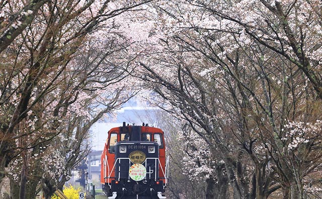 春は桜トンネルが見どころ