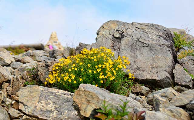 八方尾根自然研究路の大きな岩と黄色い花
