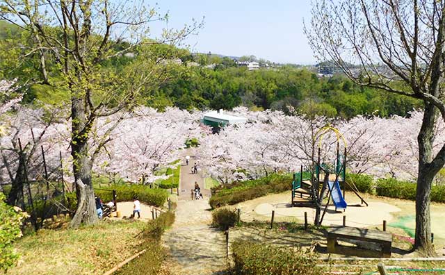 桜が咲く摂津峡公園