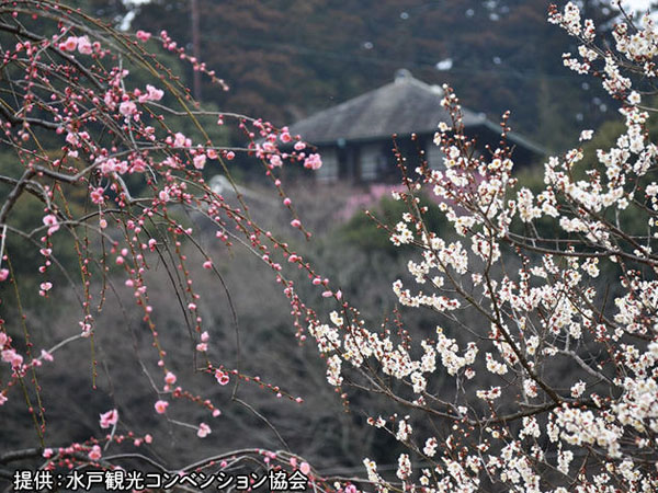 水戸偕楽園の梅まつり＆真壁のひなまつりをハシゴ！春の茨城へ