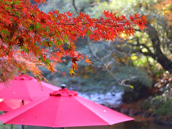 山中温泉「吉祥やまなか」に宿泊。紅葉の鶴仙渓と温泉街の散策も