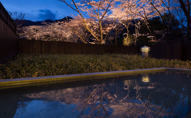 桜のライトアップは日没後～25時予定