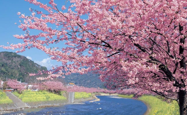 2月下旬から咲く河津桜は春の訪れを知らせてくれます
