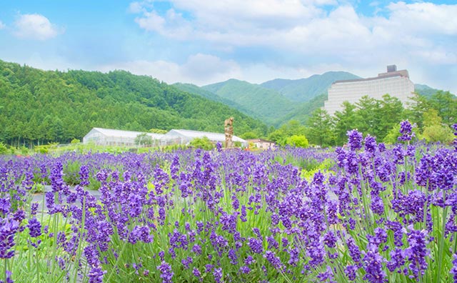 猪苗代ハーブ園　ラベンダー