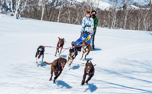 水上高原スキーリゾート 犬ぞり体験