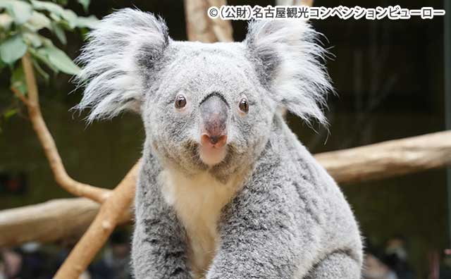 東山動植物園　コアラ