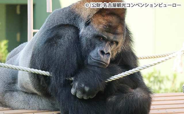 東山動植物園　ゴリラのシャバーニ