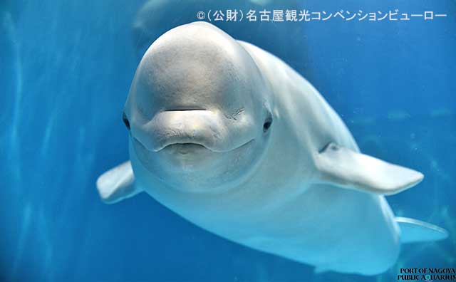 名古屋港水族館　ベルーガ