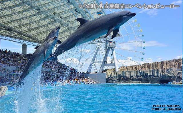 名古屋港水族館　イルカパフォーマンス