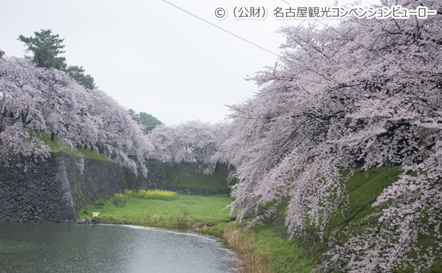 名古屋城のさくら