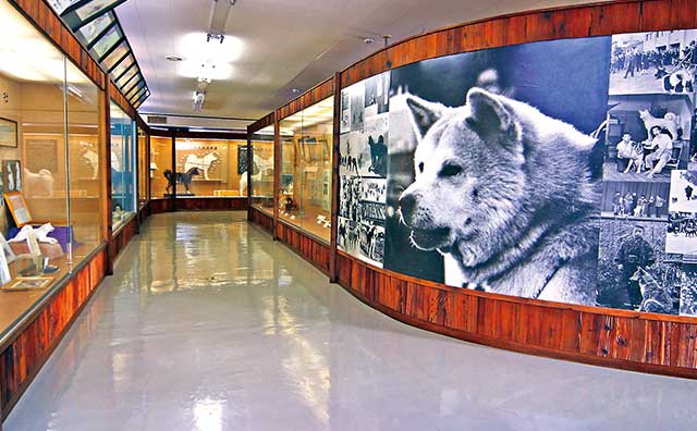 秋田犬会館　秋田犬博物室のイメージ