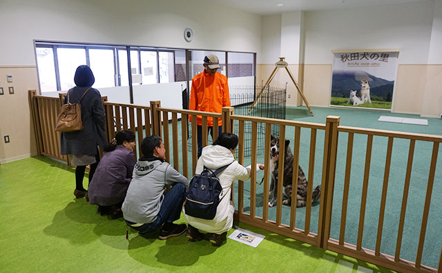 秋田犬の里　展示室