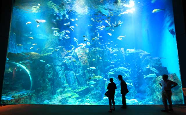 男鹿水族館GAO　大水槽のイメージ