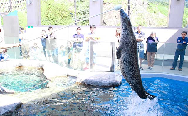 男鹿水族館GAO　アザラシのイメージ