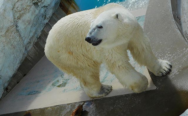 男鹿水族館GAOのイメージ