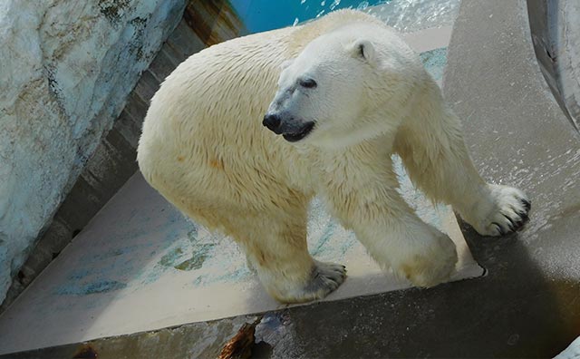 男鹿水族館GAO