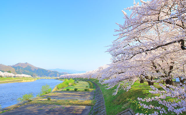 角館武家屋敷の桜