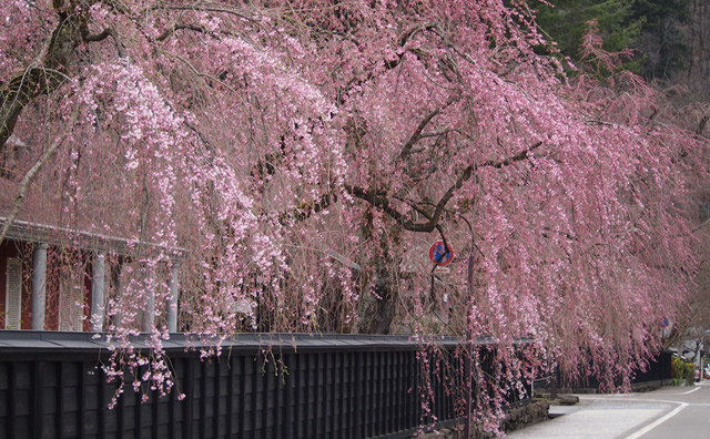 角館武家屋敷の桜