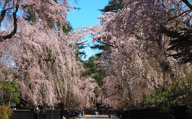 角館武家屋敷の桜