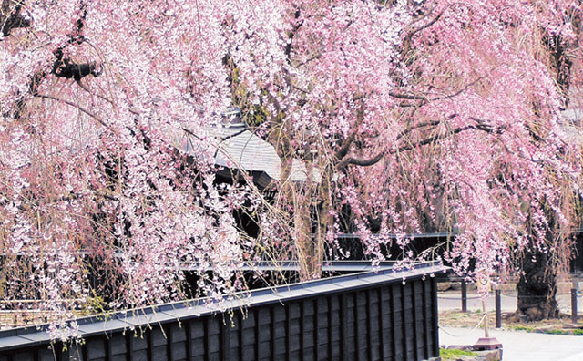 角館武家屋敷の桜