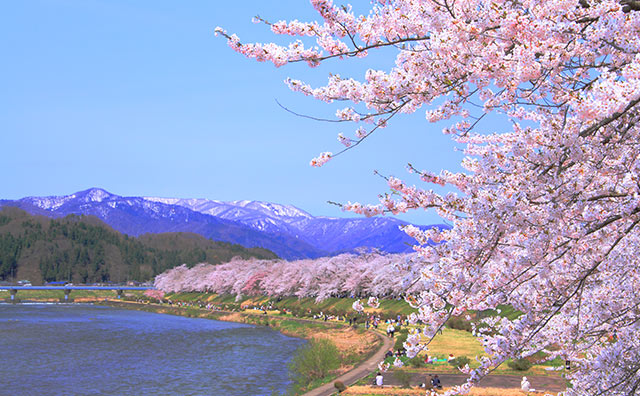 桧木内川堤の桜並木のイメージ