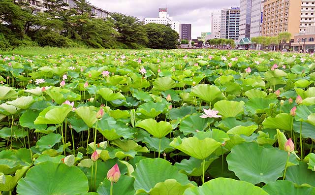 千秋公園　蓮の花