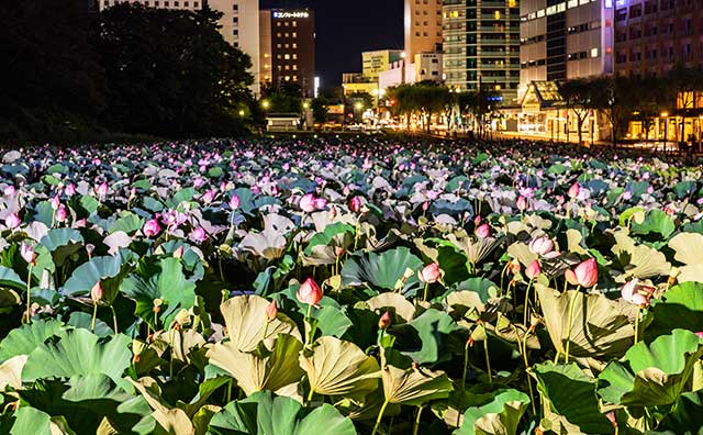 千秋公園　蓮の花　ライトアップ