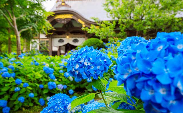 雲昌寺あじさい