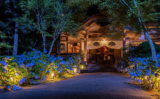 雲昌寺のあじさい