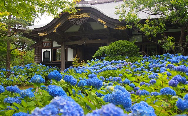 雲昌寺のあじさい