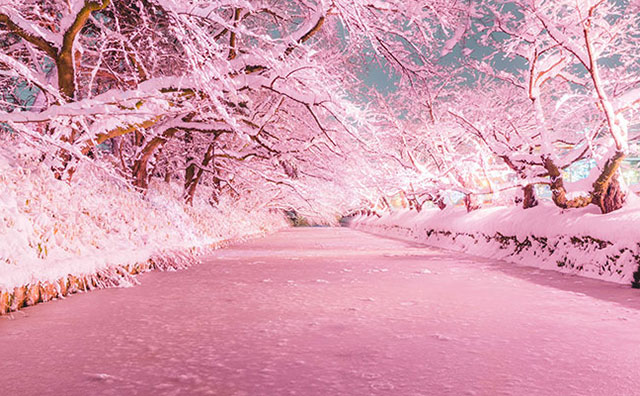 弘前公園 冬に咲くさくらライトアップ