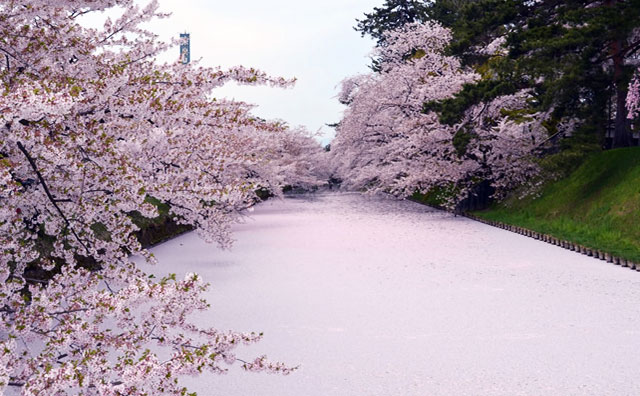 弘前公園のさくらを訪ねる