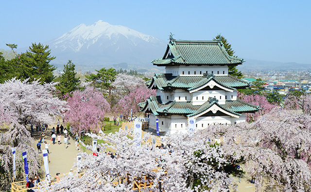 弘前公園　弘前城と桜