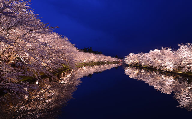 弘前公園　西濠　夜桜のイメージ
