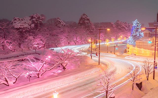 弘前公園　冬に咲くさくらライトアップのイメージ